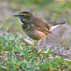 Blaukehlchen