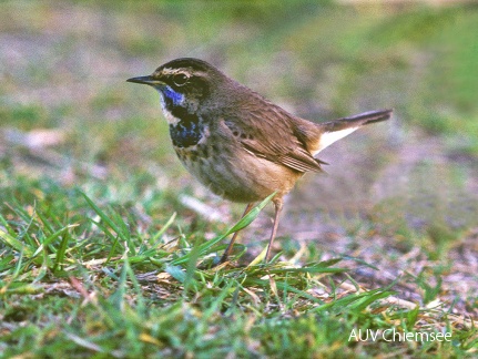 Blaukehlchen