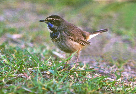 Blaukehlchen