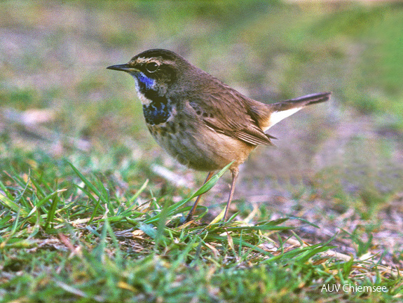 Blaukehlchen