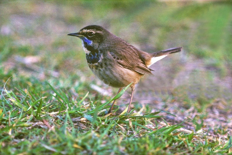 VT_02_Singvogel-Blaukehlchen(Zi)-1140pix.jpg