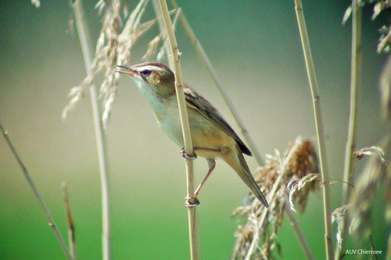 VT_03_Singvogel-Schilfrohrsänger(CM)-1140pix.jpg