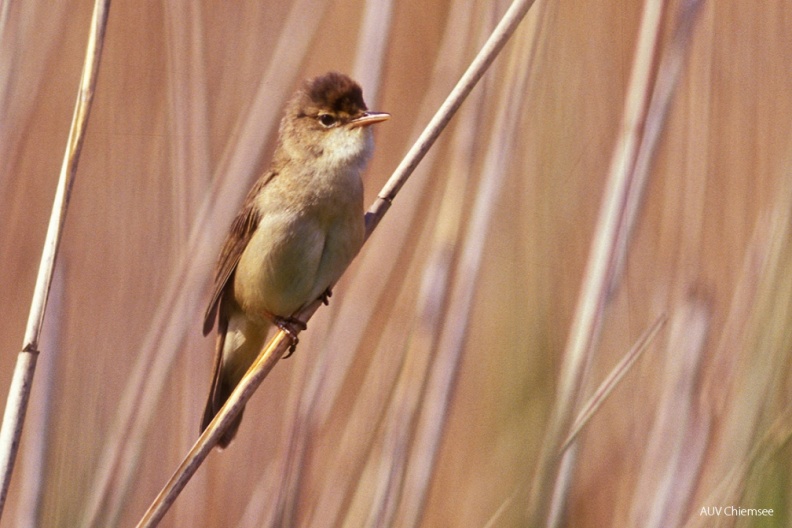 Teichrohrsänger (Acrocephalus scirpaceus) — Singvogel
Teichrohrsänger (Acrocephalus scirpaceus, engl. Reed Warbler), Brutvogel, April bis Oktober
Vogeltafel / Foto: Johann Zimmermann
VT_05_Singvogel-Teichrohrsänger(Zi)-1140pix.jpg