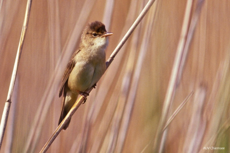 VT_05_Singvogel-Teichrohrsänger(Zi)-1140pix.jpg