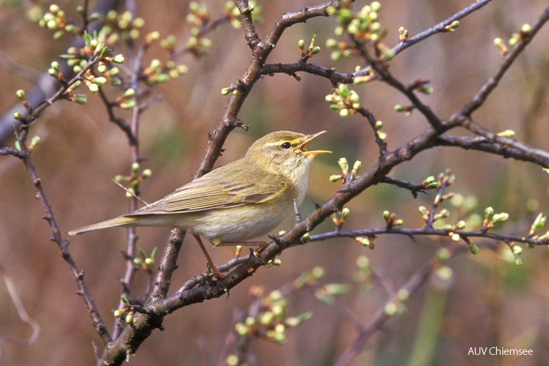 Fitis (Phylloscopus trochilus) — Singvogel
Fitis (Phylloscopus trochilus, engl.Willow Wrabler), Brutvogel, April bis September
Vogeltafel / Foto: Fü
VT_01_Singvogel-Fitis(Fü)-1140pix.jpg