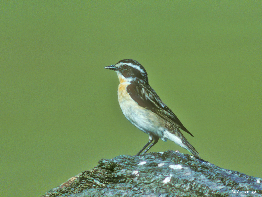 Braunkehlchen