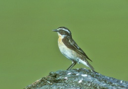 Braunkehlchen