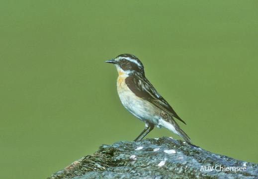 Braunkehlchen