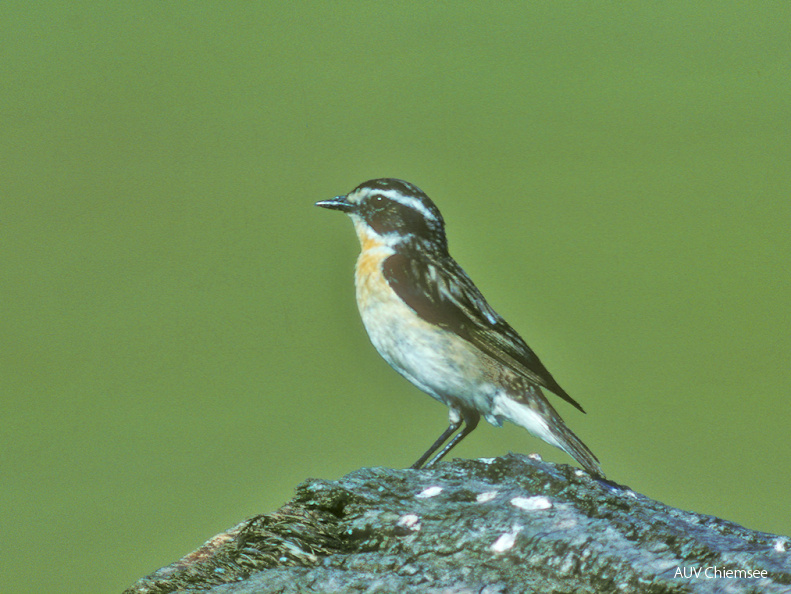 Braunkehlchen