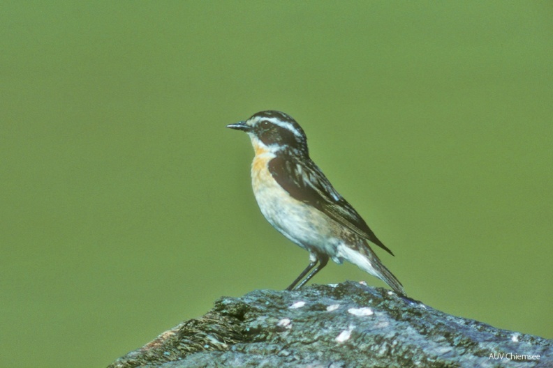 VT_04_Singvogel-Braunkehlchen(Zi)-1140pix.jpg