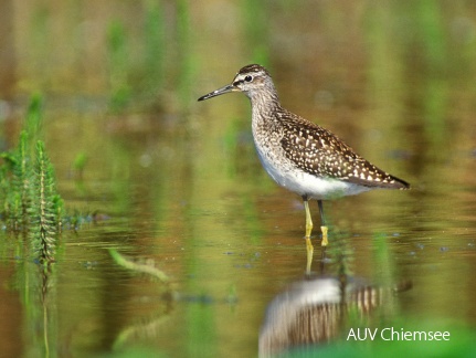 Bruchwasserläufer