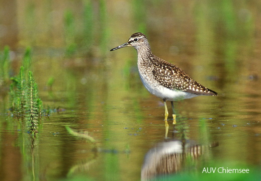 Bruchwasserläufer