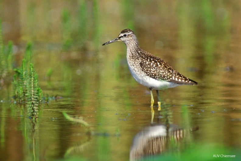 VT_34_Watvogel-Bruchwasserläufer(Zi)-1140pix.jpg