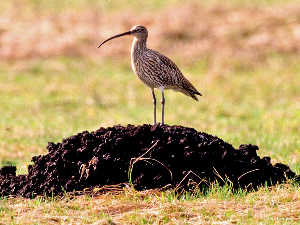 Brachvogel