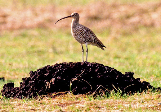 Brachvogel