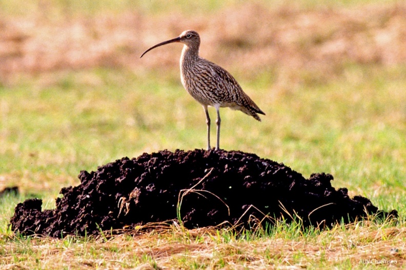 Brachvogel (Numenius arquata) — Watvogel
Brachvogel (Numenius arquata, engl.Western Curlew), seltener Brutvogel und ganzjähriger Gast
Vogeltafel / Foto: Andreas Hartl
VT_33_Watvogel-Brachvogel(Ha)-1140pix.jpg