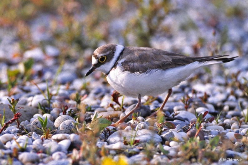 VT_35_Watvogel-Flußregenpfeifer(Ha)-1140pix.jpg