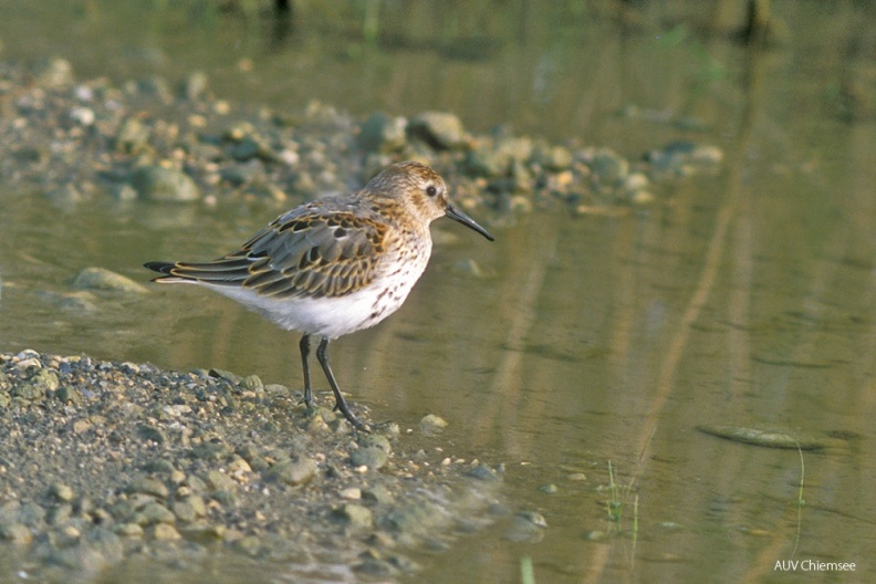 Alpenstrandläufer (Calidris alpina) — Watvogel
Alpenstrandläufer (Calidris alpina, engl. Dunlin), Durchzügler, August bis November
Vogeltafel / Foto: Norbert Estner
VT_31_Watvogel-Alpenstrandläufer(Ne)-1140pix.jpg