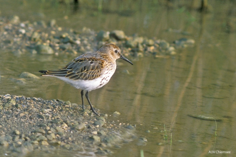 VT_31_Watvogel-Alpenstrandläufer(Ne)-1140pix.jpg