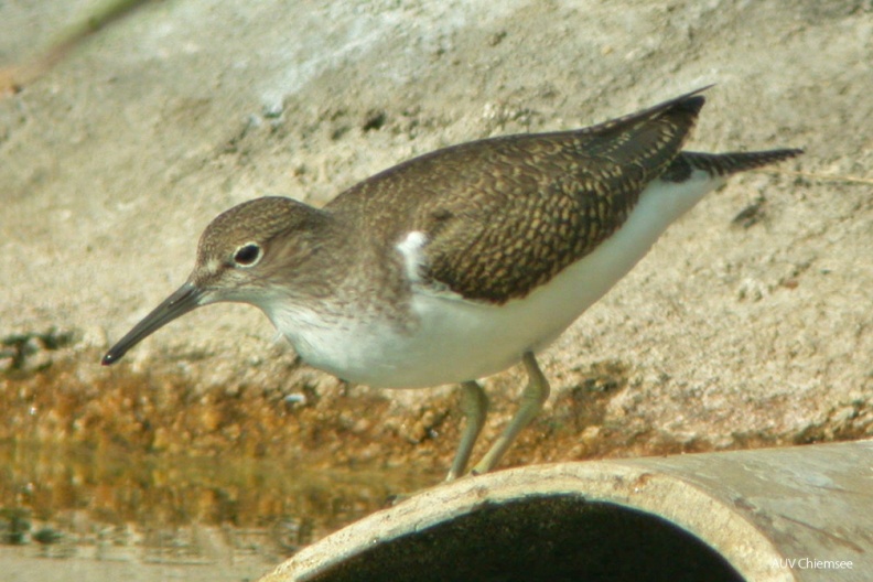 Flussuferläufer (Actitis hypoleucos) — Watvogel
Flussuferläufer (Actitis hypoleucos, engl. Common Sandpiper), Durchzügler, April bis Oktober, sehr seltener Brutvogel
Vogeltafel / Foto: Norbert Estner
VT_36_Watvogel-Flussuferläufer(Ne)-1140pix.jpg