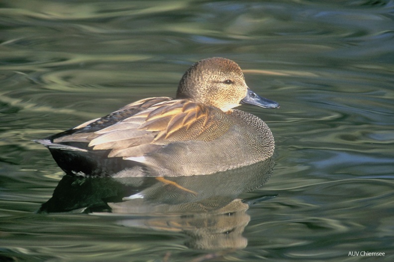Schnatterente (Anas strepera) — Entenvogel
Schnatterente (Anas strepera, engl. Gadwall), Brutvogel, ganzjährig
Vogeltafel / Foto: Johann Zimmermann
VT_25_Entenvogel-Schnatterente(Zi)-1140pix.jpg