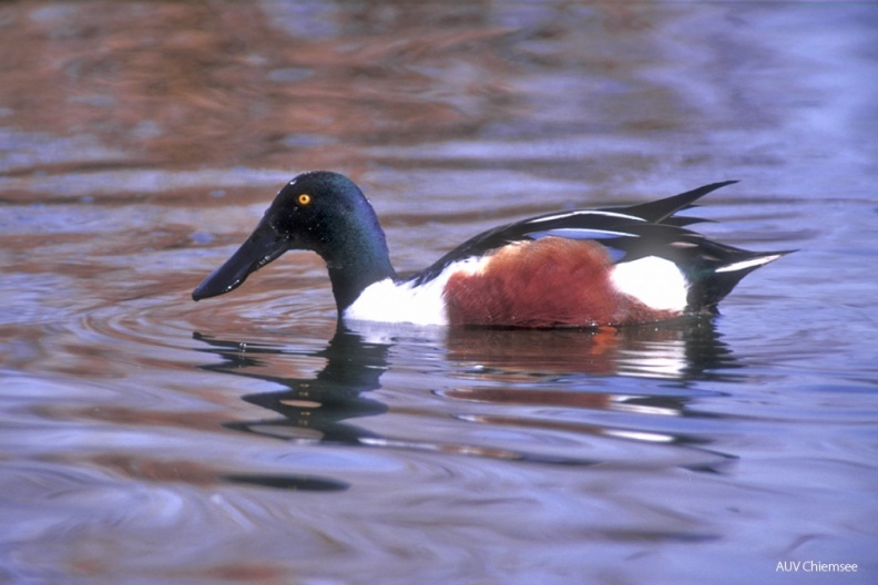 VT_28_Entenvogel-Löffelente1(Zi)-1140pix.jpg