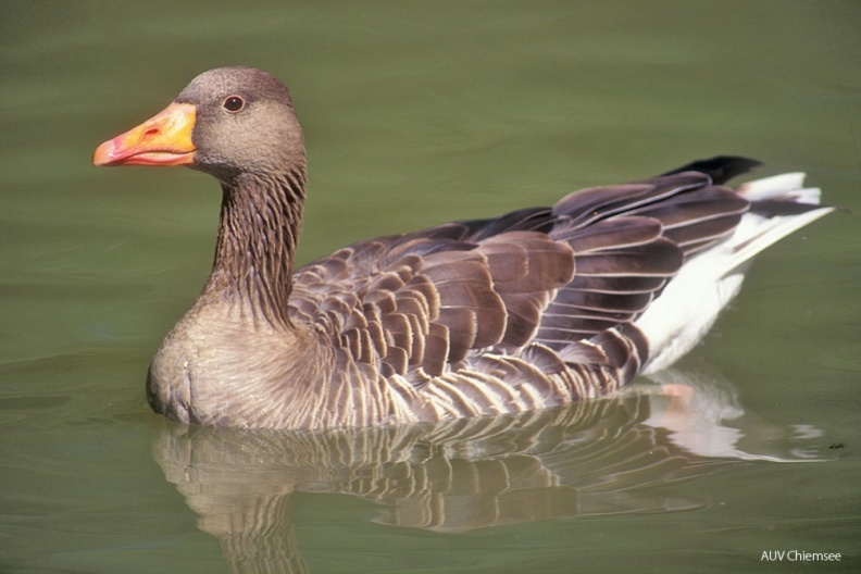 Graugans (Anser anser) — Entenvogel
Graugans (Anser anser, engl. Greylag Goose), Brutvogel ganzjährig
Vogeltafel / Foto: Johann Zimmermann
VT_30_Entenvogel-Graugans(Zi)-1140pix.jpg