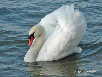 Höckerschwan