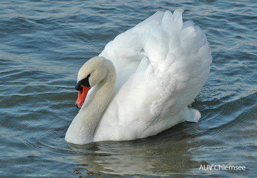 Höckerschwan