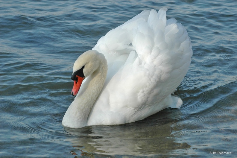 VT_20_Entenvogel-Höckerschwan1(Zi)-1140pix.jpg