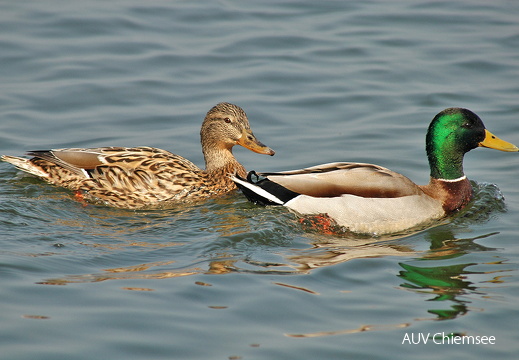 Stockente