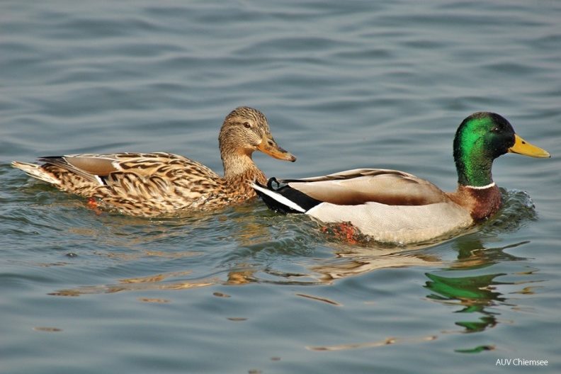 Stockente (Anas platyrhynchos) — Entenvogel
Stockente (Anas platyrhynchos, engl. Mallard), Brutvogel, ganzjährig
Vogeltafel / Foto: Johann Zimmermann
VT_21_Entenvogel-Stockente1(Zi)-1140pix.jpg