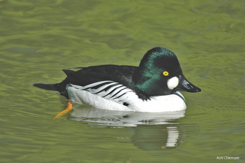 Schellente (Bucephala clangula) — Entenvogel
Schellente (Bucephala clangula, engl. Common Goldeneye), Brutvogel, ganzjährig
Vogeltafel / Foto: Johann Zimmermann
VT_22_Entenvogel-Schellente(Zi)-1140pix.jpg