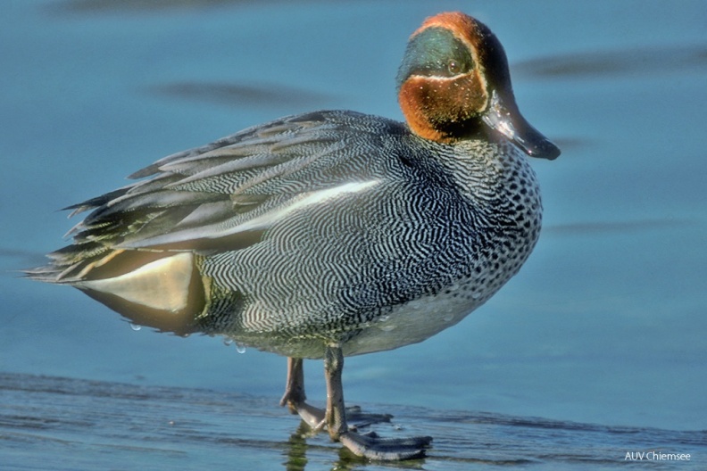 Krickente (Anas crecca) — Entenvogel
Krickente (Anas crecca, engl. Green-winged Teal), Brutvogel, ganzjährig
Vogeltafel / Foto: Johann Zimmermann
VT_23_Entenvogel-Krickente(Zi)-1140pix.jpg