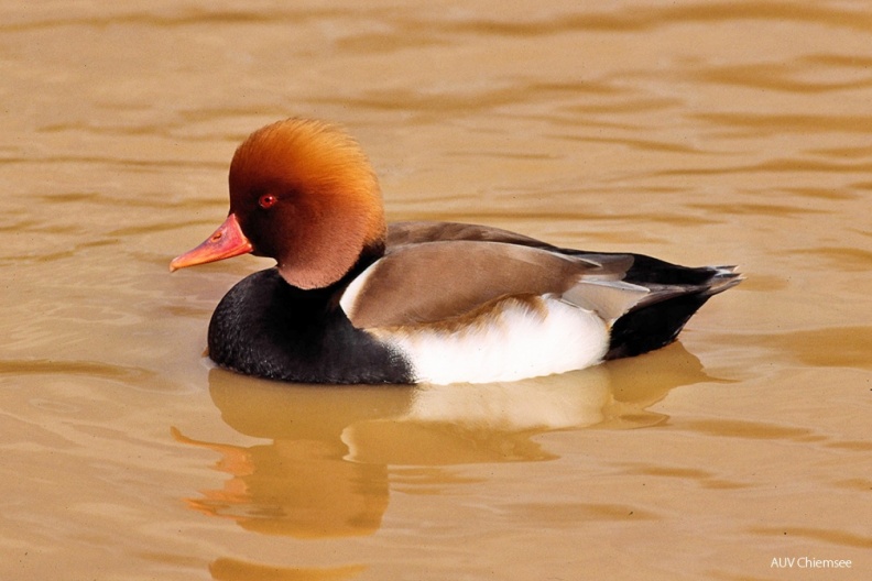 Kolbenente (Netta rufina) — Entenvogel
Kolbenente (Netta rufina, engl. Red-crested Pochard), Brutvogel, ganzjährig
Vogeltafel / Foto: Andreas Hartl
VT_24_Entenvogel-Kolbenente(Ha)-1140pix.jpg
