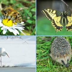 FotAlb-Tierwelt JahresZeiten-2019 05 30-1140pix