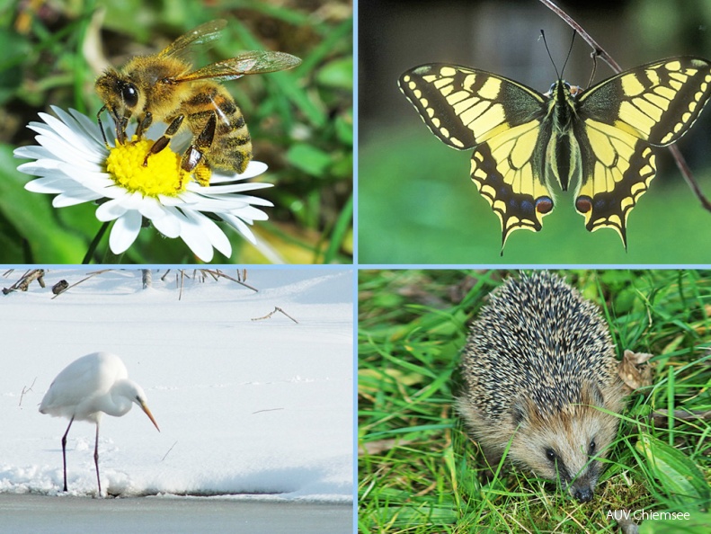 FotAlb-Tierwelt JahresZeiten-2019 05 30-1140pix