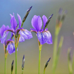 Iris siberica 