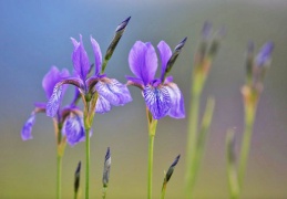 Iris siberica 