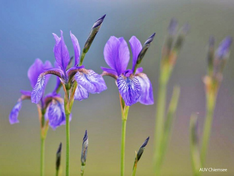 Iris siberica 