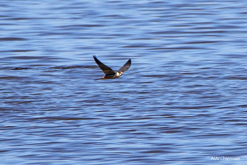 AktNatBeo-170510-hw-Baumfalke Hirschauer Bucht 05 2017 876A5923-800