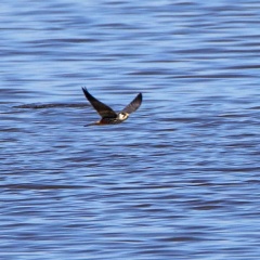 AktNatBeo-170510-hw-Baumfalke Hirschauer Bucht 05 2017 876A5923-800