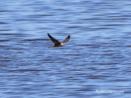 AktNatBeo-170510-hw-Baumfalke Hirschauer Bucht 05 2017 876A5923-800