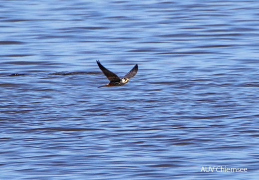 AktNatBeo-170510-hw-Baumfalke Hirschauer Bucht 05 2017 876A5923-800