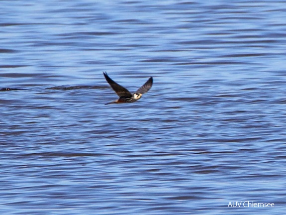 AktNatBeo-170510-hw-Baumfalke Hirschauer Bucht 05 2017 876A5923-800