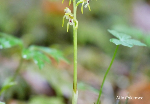 AktNatBeo-170605-ja-Orchidee Korallenwurz-bearb