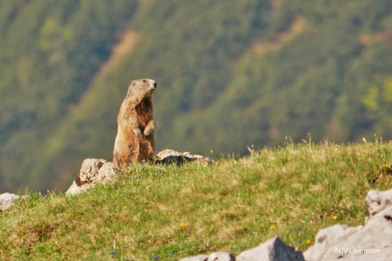 AktNatBeo-170527-ja-Alpenmurmeltier.jpg