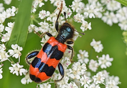 AktNatBeo-170600-jz-Bienenwolf JZI 2269