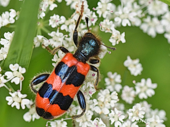 AktNatBeo-170600-jz-Bienenwolf JZI 2269