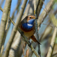 AktNatBeo-170400-ja-Blaukehlchen